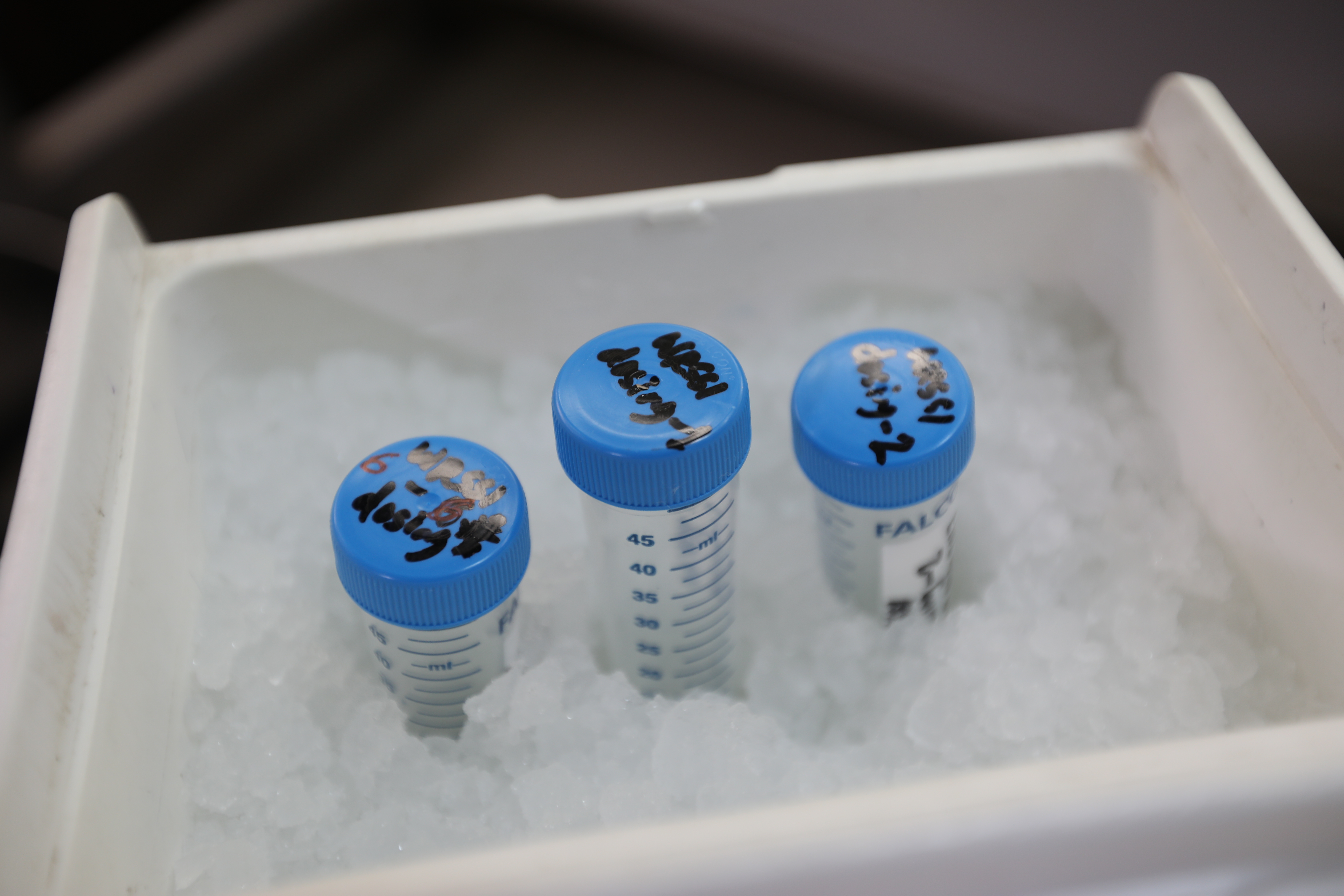 Three vaccine vials in an ice box