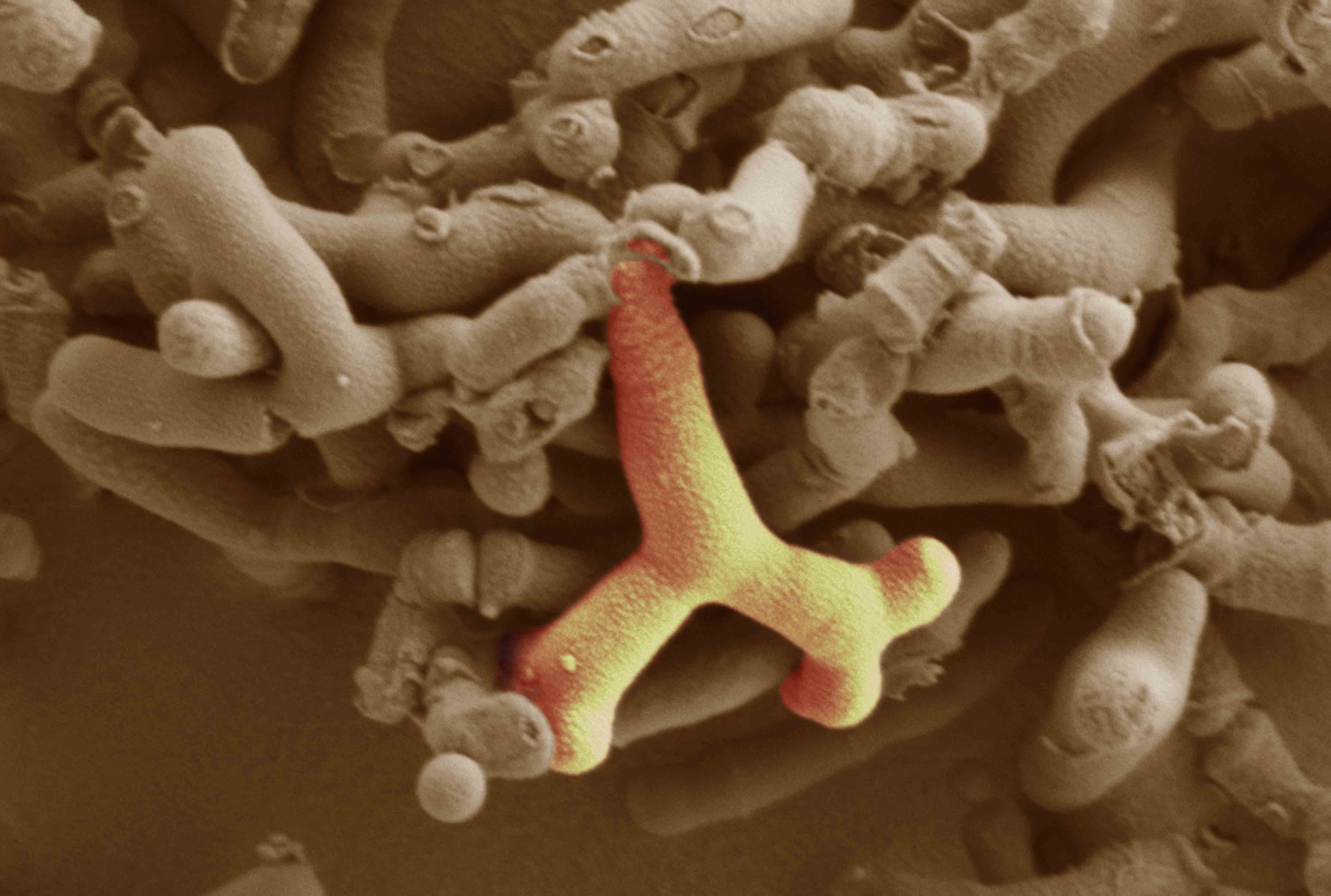Bifidobacterium image
