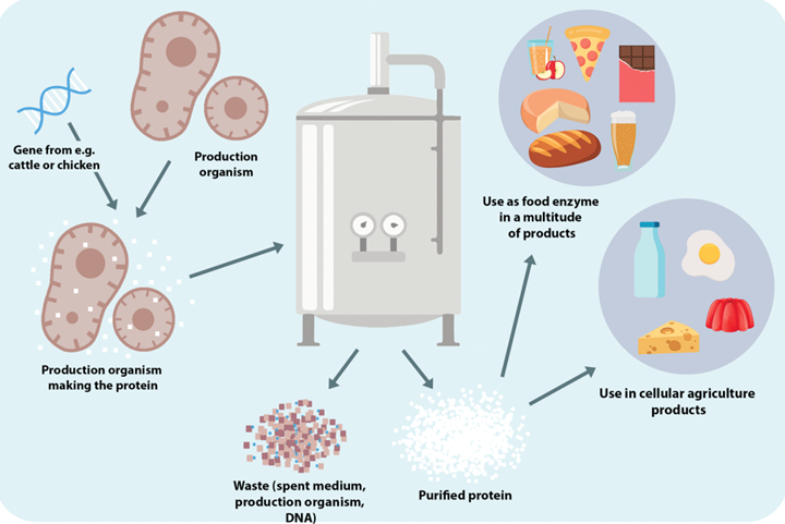Cultured protein manufacturing process