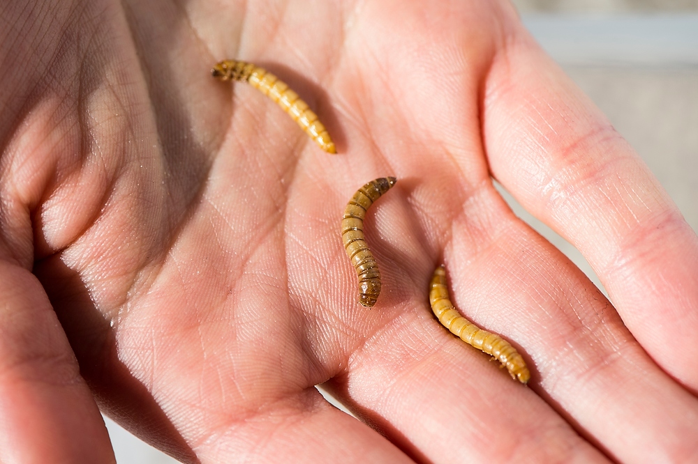 Three mealworms in a hand