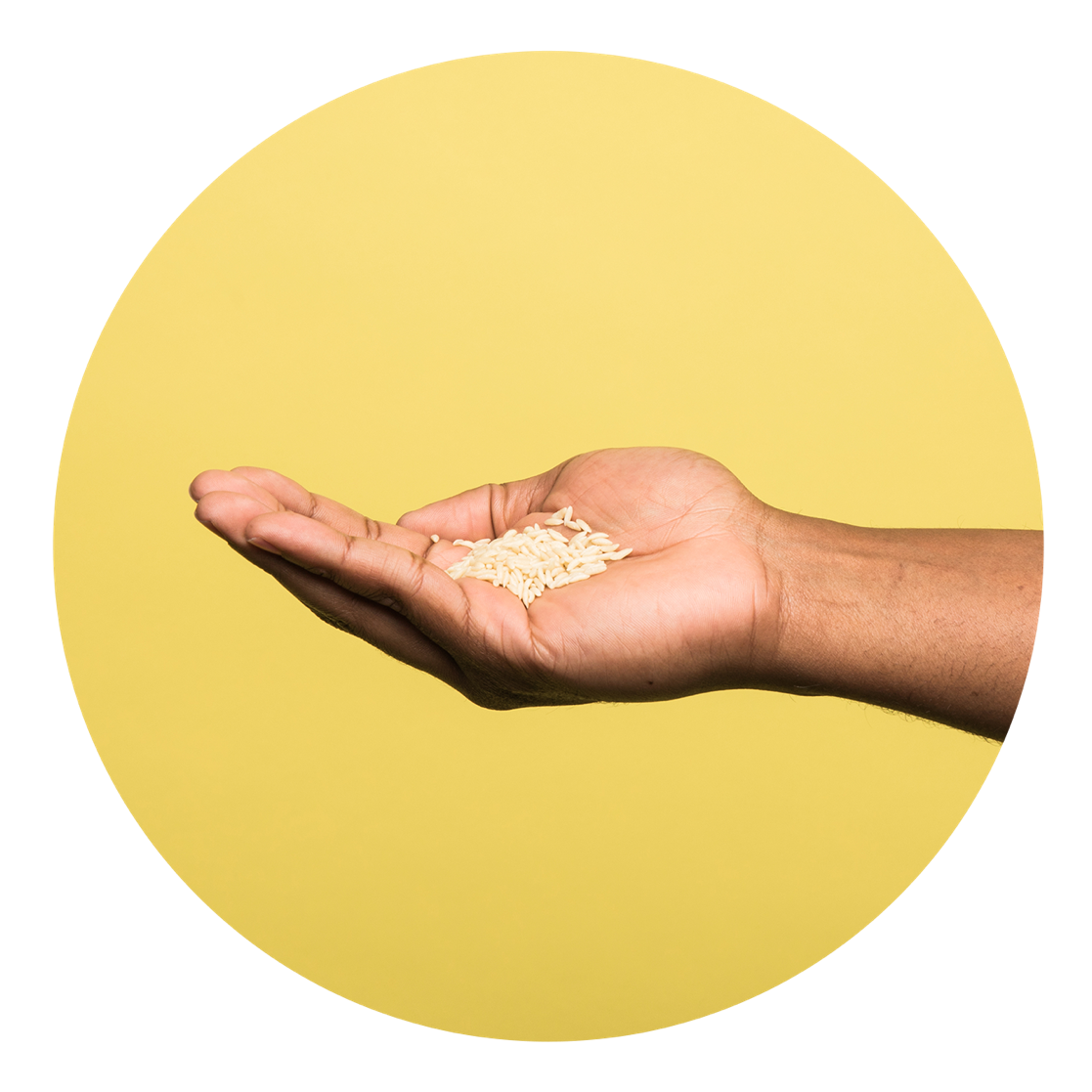 Handful of rice, plain yellow background