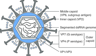 rotavirus diagram