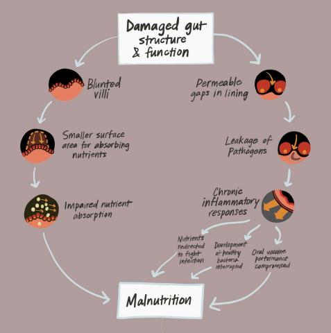 Flow chart showing how infections lead to malnutrition